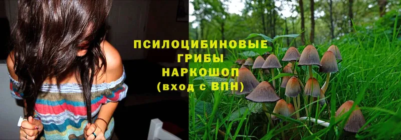 Галлюциногенные грибы MAGIC MUSHROOMS  KRAKEN ТОР  Тарко-Сале 